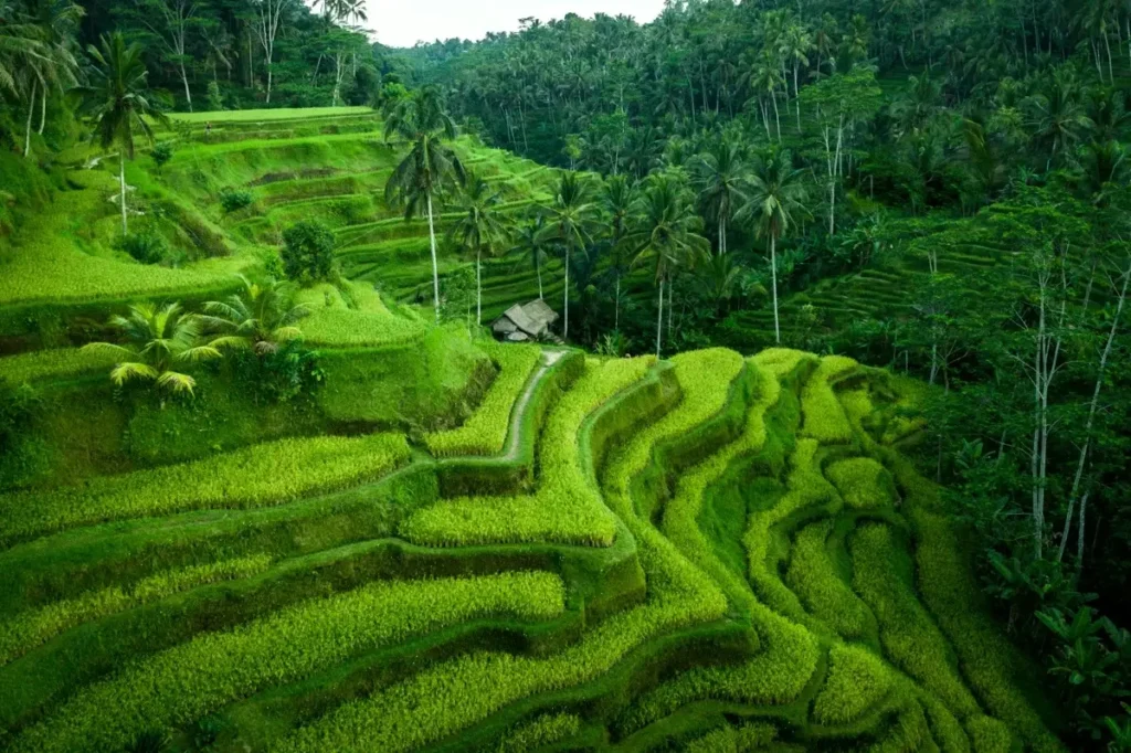 tegalalang rice terrace bali tour and transport affordable service